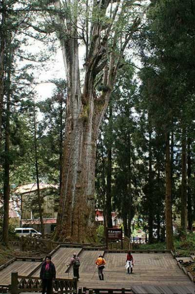 阿里山神树